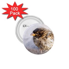 Funny Wet Sparrow Bird 1 75  Buttons (100 Pack)  by FunnyCow