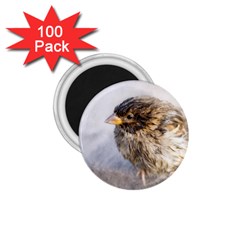 Funny Wet Sparrow Bird 1 75  Magnets (100 Pack)  by FunnyCow