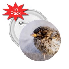 Funny Wet Sparrow Bird 2 25  Buttons (10 Pack)  by FunnyCow