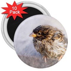 Funny Wet Sparrow Bird 3  Magnets (10 Pack)  by FunnyCow