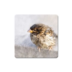 Funny Wet Sparrow Bird Square Magnet by FunnyCow