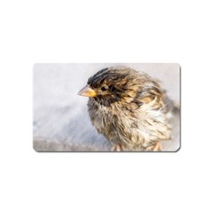 Funny Wet Sparrow Bird Magnet (name Card) by FunnyCow