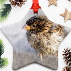 Funny Wet Sparrow Bird Star Ornament (two Sides) by FunnyCow