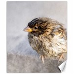 Funny Wet Sparrow Bird Canvas 8  x 10  8.15 x9.66  Canvas - 1