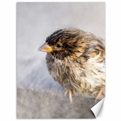 Funny Wet Sparrow Bird Canvas 36  X 48   by FunnyCow