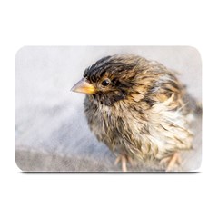 Funny Wet Sparrow Bird Plate Mats by FunnyCow