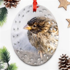 Funny Wet Sparrow Bird Ornament (oval Filigree)