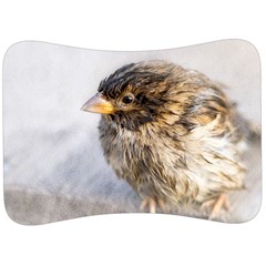 Funny Wet Sparrow Bird Velour Seat Head Rest Cushion by FunnyCow