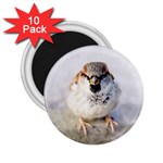 Do Not Mess With Sparrows 2.25  Magnets (10 pack)  Front