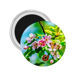 Crab Apple Flowers 2 25  Magnets by FunnyCow