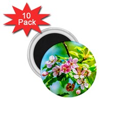 Crab Apple Flowers 1 75  Magnets (10 Pack)  by FunnyCow