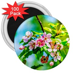 Crab Apple Flowers 3  Magnets (100 Pack) by FunnyCow