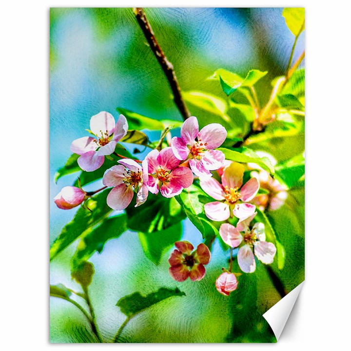 Crab Apple Flowers Canvas 36  x 48  