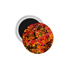 Orange, Yellow Cotoneaster Leaves In Autumn 1 75  Magnets by FunnyCow