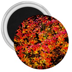 Orange, Yellow Cotoneaster Leaves In Autumn 3  Magnets by FunnyCow