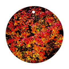 Orange, Yellow Cotoneaster Leaves In Autumn Ornament (round) by FunnyCow