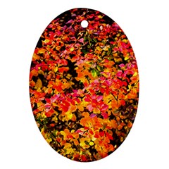 Orange, Yellow Cotoneaster Leaves In Autumn Ornament (oval) by FunnyCow