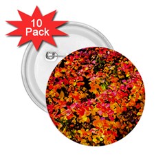 Orange, Yellow Cotoneaster Leaves In Autumn 2 25  Buttons (10 Pack)  by FunnyCow