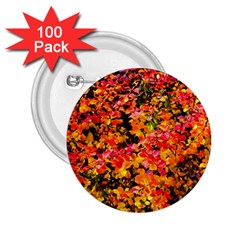 Orange, Yellow Cotoneaster Leaves In Autumn 2 25  Buttons (100 Pack)  by FunnyCow