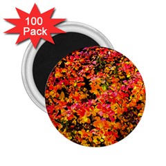 Orange, Yellow Cotoneaster Leaves In Autumn 2 25  Magnets (100 Pack)  by FunnyCow