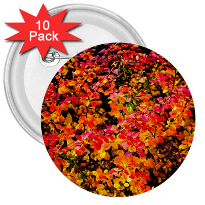 Orange, yellow cotoneaster leaves in autumn 3  Buttons (10 pack) 