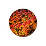 Orange, yellow cotoneaster leaves in autumn Magnet 3  (Round) Front