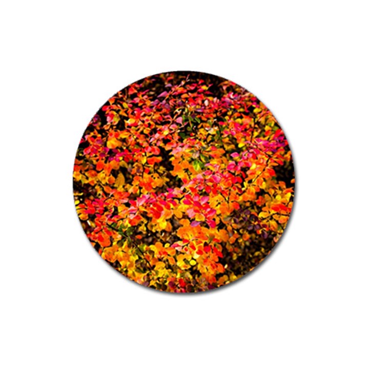 Orange, yellow cotoneaster leaves in autumn Magnet 3  (Round)