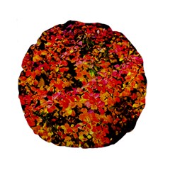 Orange, Yellow Cotoneaster Leaves In Autumn Standard 15  Premium Round Cushions by FunnyCow