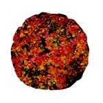 Orange, yellow cotoneaster leaves in autumn Standard 15  Premium Round Cushions Front