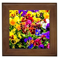 Viola Tricolor Flowers Framed Tiles by FunnyCow