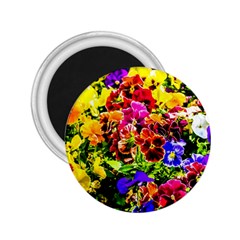 Viola Tricolor Flowers 2 25  Magnets by FunnyCow