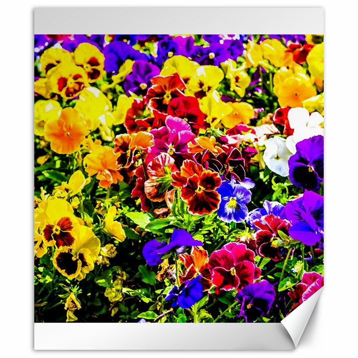 Viola Tricolor Flowers Canvas 20  x 24  