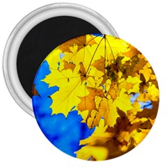 Yellow Maple Leaves 3  Magnets by FunnyCow