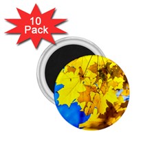 Yellow Maple Leaves 1 75  Magnets (10 Pack)  by FunnyCow