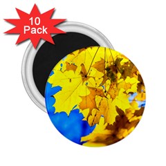 Yellow Maple Leaves 2 25  Magnets (10 Pack)  by FunnyCow