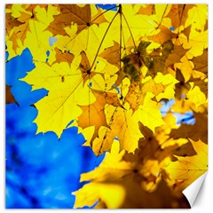 Yellow Maple Leaves Canvas 12  X 12   by FunnyCow