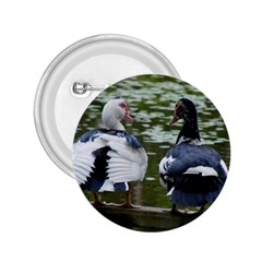 Muscovy Ducks At The Pond 2 25  Buttons by IIPhotographyAndDesigns