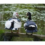 Muscovy Ducks at the Pond Deluxe Canvas 14  x 11  14  x 11  x 1.5  Stretched Canvas