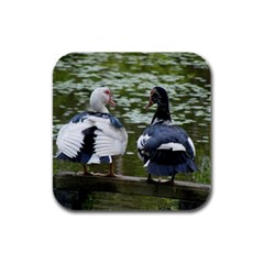 Muscovy Ducks At The Pond Rubber Square Coaster (4 Pack)  by IIPhotographyAndDesigns