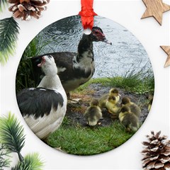 Muscovy Family Ornament (round) by IIPhotographyAndDesigns