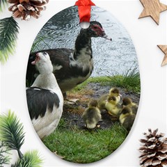 Muscovy Family Ornament (oval) by IIPhotographyAndDesigns