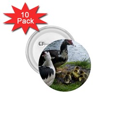 Muscovy Family 1 75  Buttons (10 Pack) by IIPhotographyAndDesigns