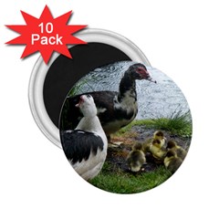 Muscovy Family 2 25  Magnets (10 Pack)  by IIPhotographyAndDesigns