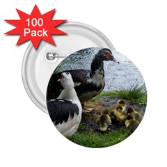 Muscovy Family 2 25  Buttons (100 Pack)  by IIPhotographyAndDesigns