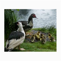 Muscovy Family Small Glasses Cloth by IIPhotographyAndDesigns