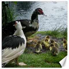 Muscovy Family Canvas 20  X 20   by IIPhotographyAndDesigns