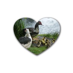 Muscovy Family Heart Coaster (4 Pack)  by IIPhotographyAndDesigns