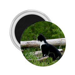 Farm Cat 2 25  Magnets by IIPhotographyAndDesigns