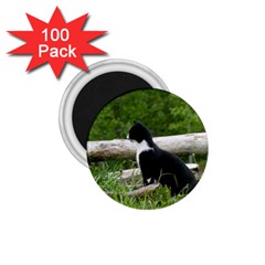 Farm Cat 1 75  Magnets (100 Pack)  by IIPhotographyAndDesigns