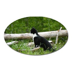 Farm Cat Oval Magnet by IIPhotographyAndDesigns